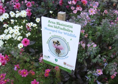 Buncrana Tidy Towns Pollinator Award 2018 379 x 269